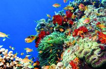 Coral viewing glass bottom-boat tour in Aqaba with open buffet