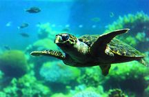 Coral viewing glass bottom-boat tour in Aqaba with open buffet