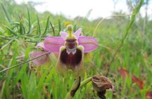 Orchid-watching tour in Algarve