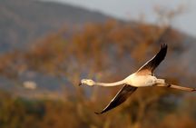 Formosa lagoon half-day birdwatching tour