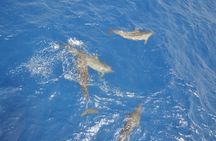 Port Ghalib Snorkeling Cruise from Marsa Alam with Lunch and Drinks