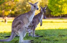 Private Great Ocean Road Full Day Tour