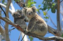 Private Great Ocean Road Full Day Tour