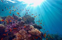Port Ghalib Snorkeling Cruise from Marsa Alam with Lunch and Drinks