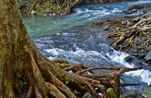 Mauritius Black River Gorges hike