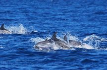 Swimming with dolphins experience in São Miguel