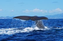 Full-Day Experience as a Marine Biologist