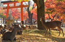 Nara half-day walking tour