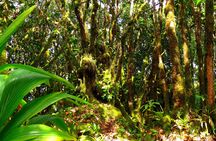 Private nature trail Glacis Noir from Praslin