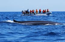 Dolphin and whale watching tour from Lajes do Pico
