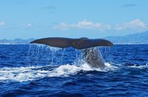 Dolphin and whale watching tour from Lajes do Pico