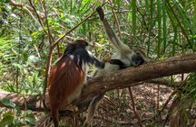 Zanzibar hiking in Jozani Forest private tour