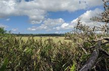 Zanzibar hiking in Jozani Forest private tour