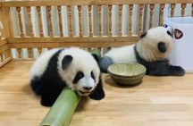 Full day private tour Panda trip and customized city sightseeing