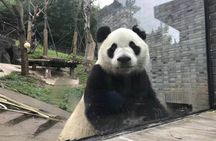 Full day private tour Panda trip and customized city sightseeing