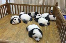 Half-day Private tour amazing Panda Base trip
