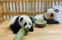 Half-day Private tour amazing Panda Base trip