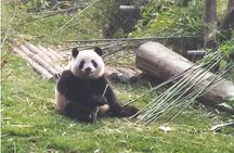 Full day private tour of Panda hometown and Taoist mountain