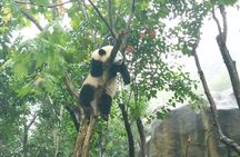 Full day private tour of Panda hometown and Taoist mountain