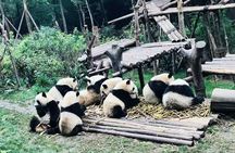 Full day private tour Everything is Panda experience!
