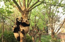 Full day private tour Everything is Panda experience!