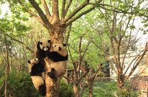 Full day private tour Giant Panda Base and city highlights