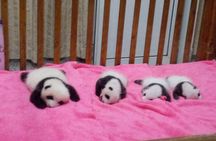 Full day private tour Giant Panda Base and city highlights