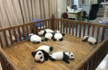 Full day private tour of Giant Pandas and mysterious Sanxingdui ruins