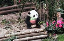 Full day private tour of Giant Pandas and mysterious Sanxingdui ruins