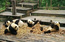 Full day private tour of Giant Pandas and mysterious Sanxingdui ruins