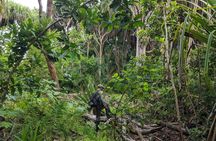 Zanzibar hiking in Jozani Forest private tour
