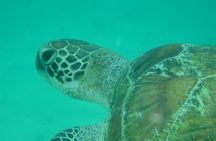 Kisite Marine Park snorkelling tour with Pilli Pipa dhow
