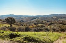 Organic wine tasting, vineyard walk and winery tour at Fattoria La Maliosa
