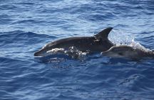 Whale and dolphin watching private tour