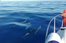 Whales and dolphins watching boat tour