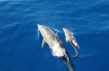 Whales and dolphins watching boat tour