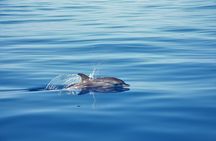 Whales and dolphins watching boat tour
