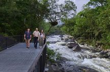 Full-day Cape Tribulation, Daintree and Mossman Gorge with lunch
