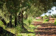 Olives harvest, wine tasting and brunch at Bio Fattoria Augustali