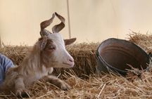 Animal farm tour and Aaromas garden at Bio Fattoria Augustali