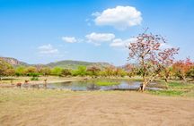 Half-day tour into the past at Ranthambore