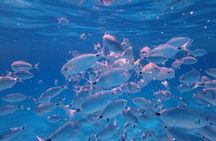 Sardegna: Tavolara Boat Tour with Snorkeling