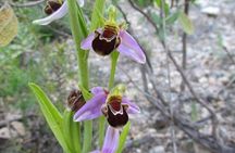 Orchid-watching tour in Algarve