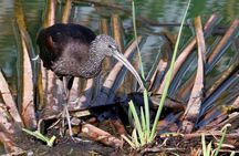 Formosa lagoon half-day birdwatching tour