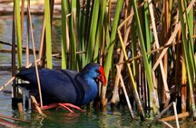 Formosa lagoon full-day birdwatching tour