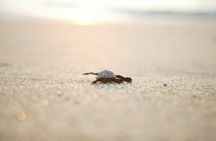 Turtle Release Experience in Cabo