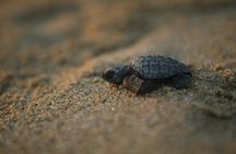Turtle Release Experience in Cabo