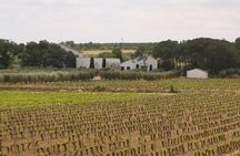 Wine and history tour in Requena