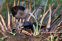 Formosa lagoon full-day birdwatching tour