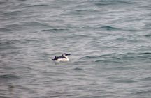 Alvor lagoon birdwatching tour